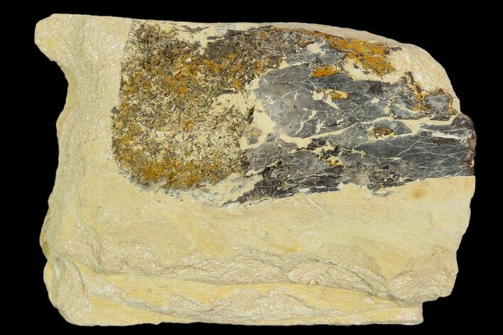 Fossil Pterosaur (Pteranodon) Bone in Rock - Kansas #127876